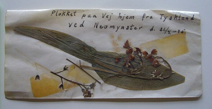 
Ein Souvenir von Helge Hansen an seinen Befreiung: Ein Maiglöckchen, „gepflückt auf dem Weg nach Hause aus Deutschland bei Neumünster am 21.4.45“.
(ANg, L.3.01)